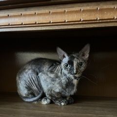 Подробнее об объявлении «Пропала кошка Краснодар» Фото: пропала кошка Сфинкс «Пропала кошка Краснодар» в г. Краснодар