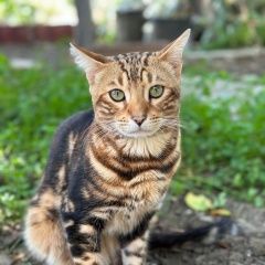 Подробнее об объявлении «Пропал кот Сочи» Фото: пропала кошка Бенгальская кошка «Пропал кот Сочи» в г. Сочи