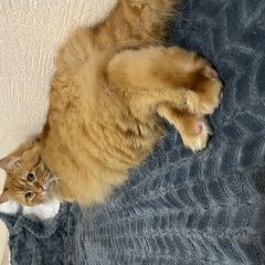 Подробнее об объявлении «Пропал котик Воронеж» Фото: пропала кошка  «Пропал котик Воронеж» в г. Воронеж