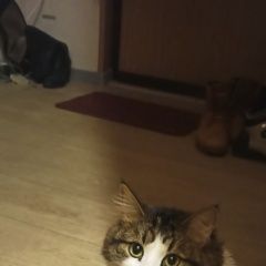Подробнее об объявлении «Пропала кошка Москва» Фото: пропала кошка  «Пропала кошка Москва» в г. Москва