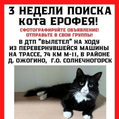 Подробнее об объявлении «Пропал кот поиск кота ерофея Солнечногорск» Фото: пропала кошка  «Пропал кот поиск кота ерофея Солнечногорск» в г. Солнечногорск