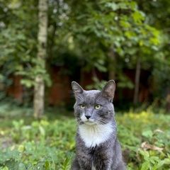 Подробнее об объявлении «Пропал кот порода корат Москва» Фото: пропала кошка Корат «Пропал кот порода корат Москва» в г. Москва