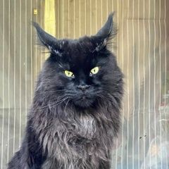 Подробнее об объявлении «Заокский Пропал кот» Фото: пропала кошка Мейн-кун «Заокский Пропал кот» в г. Заокский