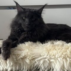 Подробнее об объявлении «Пропал кот любимый кот Сергиев Посад» Фото: пропала кошка  «Пропал кот любимый кот Сергиев Посад» в г. Сергиев Посад