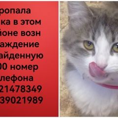 Подробнее об объявлении «Пропала кошка улица ломоносова 2 Великий Новгород (Новгород)» Фото: пропала кошка  «Пропала кошка улица ломоносова 2 Великий...» в г. Великий Новгород (Новгород)