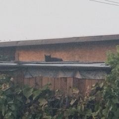 Подробнее об объявлении «Мозырь Пропала кошка черная зовут боня» Фото: пропала кошка  «Мозырь Пропала кошка черная зовут боня» в г. Мозырь