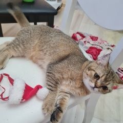 Подробнее об объявлении «Пропала кошка Донецк (ДНР)» Фото: пропала кошка  «Пропала кошка Донецк (ДНР)» в г. Донецк (ДНР)