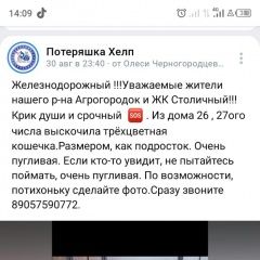 Подробнее об объявлении «Железнодорожный (Московск.) Пропала кошка трёхцветка» Фото: пропала кошка  «Железнодорожный (Московск.) Пропала кошка...» в г. Железнодорожный (Московск.)
