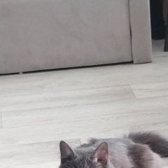 Подробнее об объявлении «Пропала кошка Новочебоксарск» Фото: пропала кошка  «Пропала кошка Новочебоксарск» в г. Новочебоксарск
