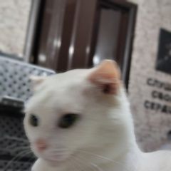 Подробнее об объявлении «Пропала кошка Павловский Посад» Фото: пропала кошка  «Пропала кошка Павловский Посад» в г. Павловский Посад