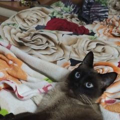 Подробнее об объявлении «Пропал кот Грязи» Фото: пропала кошка Тайская кошка «Пропал кот Грязи» в г. Грязи