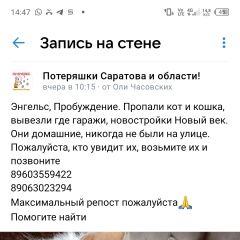Подробнее об объявлении «Пропала кошка соня Энгельс» Фото: пропала кошка  «Пропала кошка соня Энгельс» в г. Энгельс