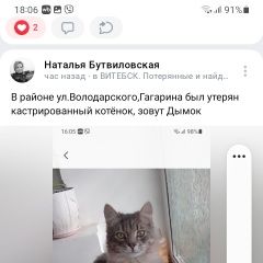Подробнее об объявлении «Пропал кот Витебск» Фото: пропала кошка  «Пропал кот Витебск» в г. Витебск