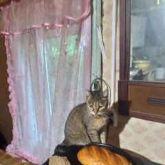 Подробнее об объявлении «Пропала кошка Дзержинск» Фото: пропала кошка  «Пропала кошка Дзержинск» в г. Дзержинск
