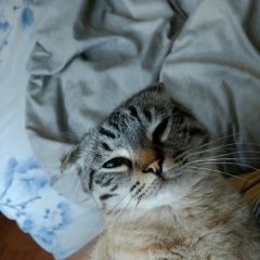 Подробнее об объявлении «Пропал кот любимый кот Пятигорск» Фото: пропала кошка  «Пропал кот любимый кот Пятигорск» в г. Пятигорск