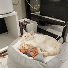 Подробнее об объявлении «Пропал кот Владимир» Фото: пропала кошка Европейская короткошерстная «Пропал кот Владимир» в г. Владимир