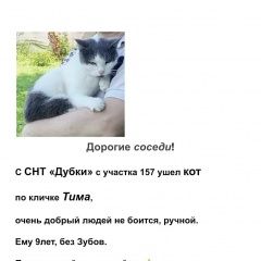 Подробнее об объявлении «Пропал кот тима Дубки» Фото: пропала кошка  «Пропал кот тима Дубки» в г. Дубки