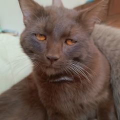 Подробнее об объявлении «Пропал кот Казань» Фото: пропала кошка Британская короткошерстная кошка «Пропал кот Казань» в г. Казань