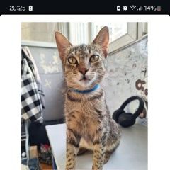 Подробнее об объявлении «Пропал кот. мой любимый кот Бишкек» Фото: пропала кошка  «Пропал кот. мой любимый кот Бишкек» в г. Бишкек