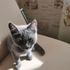 Подробнее об объявлении «Пропал котенок Югорск» Фото: пропала кошка  «Пропал котенок Югорск» в г. Югорск