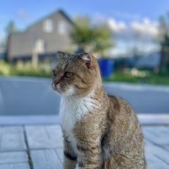 Подробнее об объявлении «Пропала кошка Серпухов» Фото: пропала кошка  «Пропала кошка Серпухов» в г. Серпухов