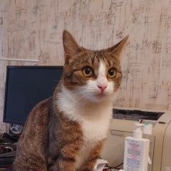 Подробнее об объявлении «Пропала кошка Витебск» Фото: пропала кошка  «Пропала кошка Витебск» в г. Витебск