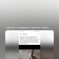 Подробнее об объявлении «Пропала кошка Энгельс» Фото: пропала кошка Мейн-кун «Пропала кошка Энгельс» в г. Энгельс