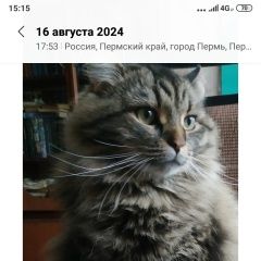 Подробнее об объявлении «Пропал кот Пермь» Фото: пропала кошка Сибирская кошка «Пропал кот Пермь» в г. Пермь