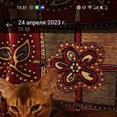 Подробнее об объявлении «Пропал кот абессинец Домодедово» Фото: пропала кошка Абиссинская кошка «Пропал кот абессинец Домодедово» в г. Домодедово
