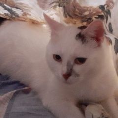 Подробнее об объявлении «Пропал кот. 3 года. крупный. кострирован. Липецк» Фото: пропала кошка  «Пропал кот. 3 года. крупный. кострирован. Липецк» в г. Липецк
