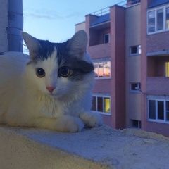 Подробнее об объявлении «Ярославль Пропала кошка вознаграждение - 500 рублей» Фото: пропала кошка  «Ярославль Пропала кошка вознаграждение - 500...» в г. Ярославль