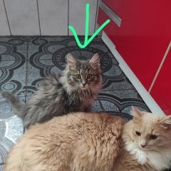 Подробнее об объявлении «Пропал кот кеша Зеленоград» Фото: пропала кошка  «Пропал кот кеша Зеленоград» в г. Зеленоград