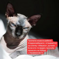 Подробнее об объявлении «Пропала кошка канадский сфинкс девочка Нальчик» Фото: пропала кошка Сфинкс «Пропала кошка канадский сфинкс девочка Нальчик» в г. Нальчик
