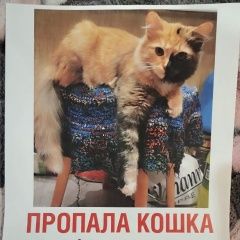 Подробнее об объявлении «Пропала кошка рыжая Пушкино» Фото: пропала кошка  «Пропала кошка рыжая Пушкино» в г. Пушкино