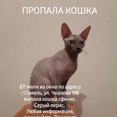 Подробнее об объявлении «Пропала кошка Гомель» Фото: пропала кошка Сфинкс «Пропала кошка Гомель» в г. Гомель
