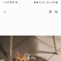 Подробнее об объявлении «Пропала кошка Геленджик» Фото: пропала кошка  «Пропала кошка Геленджик» в г. Геленджик