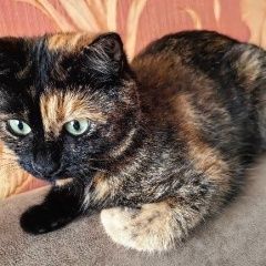 Подробнее об объявлении «Пропала кошка Балаклава» Фото: пропала кошка  «Пропала кошка Балаклава» в г. Балаклава