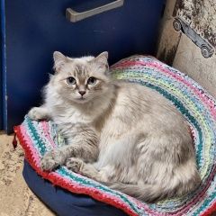 Подробнее об объявлении «Пропала кошка 306д, 2 подъезд от арки Стрежевой» Фото: пропала кошка  «Пропала кошка 306д, 2 подъезд от арки Стрежевой» в г. Стрежевой