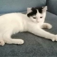 Подробнее об объявлении «Пропала кошка Красноярск» Фото: пропала кошка  «Пропала кошка Красноярск» в г. Красноярск
