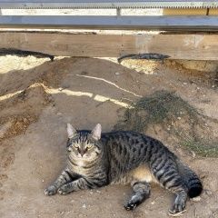 Подробнее об объявлении «Пропал кот Астрахань» Фото: пропала кошка  «Пропал кот Астрахань» в г. Астрахань