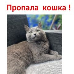 Подробнее об объявлении «Пропала кошка Долгопрудный» Фото: пропала кошка Корат «Пропала кошка Долгопрудный» в г. Долгопрудный