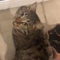 Подробнее об объявлении «Хабаровск Пропала кошка» Фото: пропала кошка  «Хабаровск Пропала кошка» в г. Хабаровск