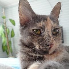 Подробнее об объявлении «Пропала кошка Лазаревское» Фото: пропала кошка  «Пропала кошка Лазаревское» в г. Лазаревское