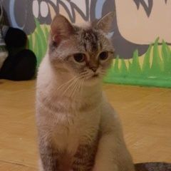 Подробнее об объявлении «Пропала кошка Краснодар» Фото: пропала кошка Скоттиш страйт (шотландская прямоухая) «Пропала кошка Краснодар» в г. Краснодар