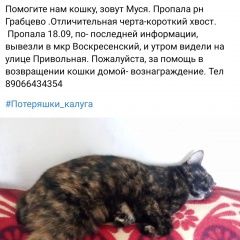 Подробнее об объявлении «Пропала кошка Калуга» Фото: пропала кошка  «Пропала кошка Калуга» в г. Калуга