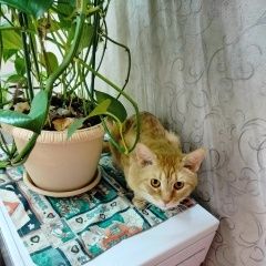 Подробнее об объявлении «Пропал кот Подольск» Фото: пропала кошка  «Пропал кот Подольск» в г. Подольск