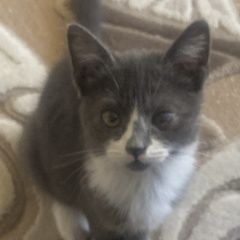 Подробнее об объявлении «Пропала кошка котенок Москва» Фото: пропала кошка  «Пропала кошка котенок Москва» в г. Москва