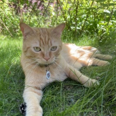 ����: ������� �����  �������� ������ ��� � ��������� � �. �������