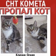 Подробнее об объявлении «Пропал кот белый с серыми пятнами Щелково» Фото: пропала кошка  «Пропал кот белый с серыми пятнами Щелково» в г. Щелково