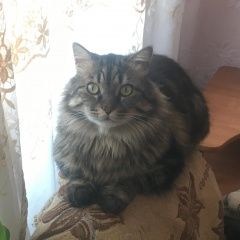 Подробнее об объявлении «Пропал кот мальчик, 12лет, эгершельд Владивосток» Фото: пропала кошка  «Пропал кот мальчик, 12лет, эгершельд Владивосток» в г. Владивосток